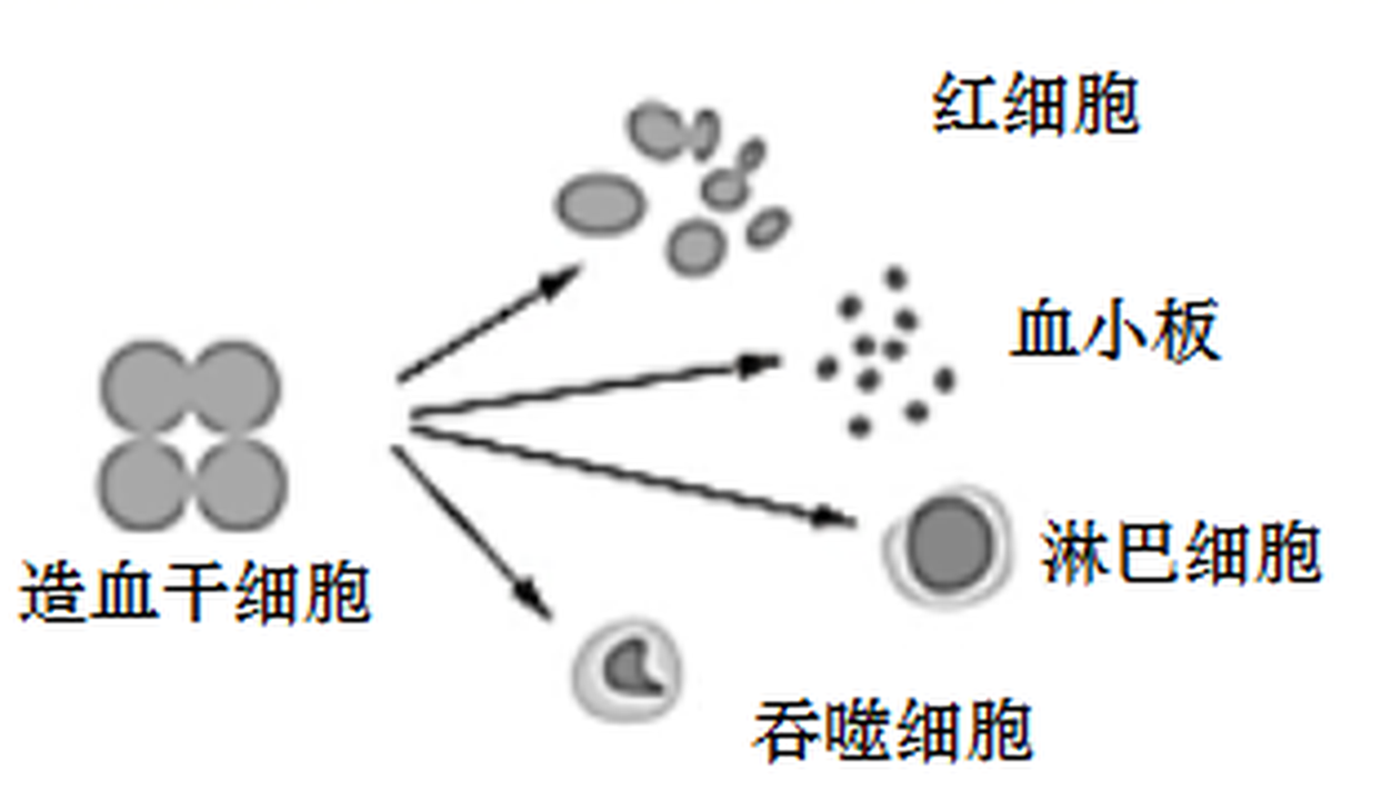 arc_q02_hematopoiesis.png