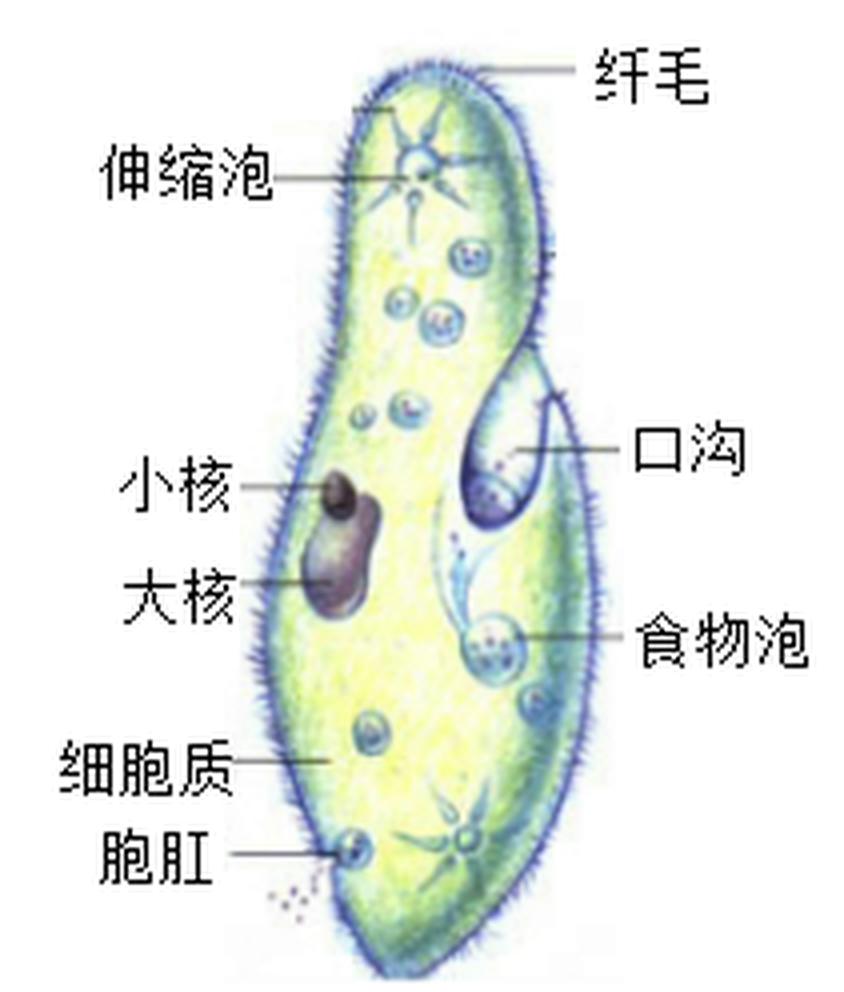 arc_q12_caolvchong.png