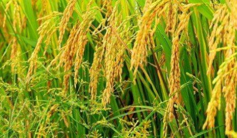 arc_q17_rice.jpg