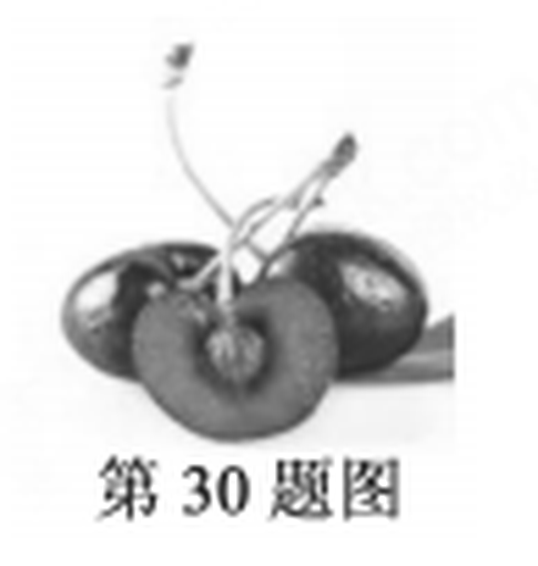 arc_q30_cherry.png