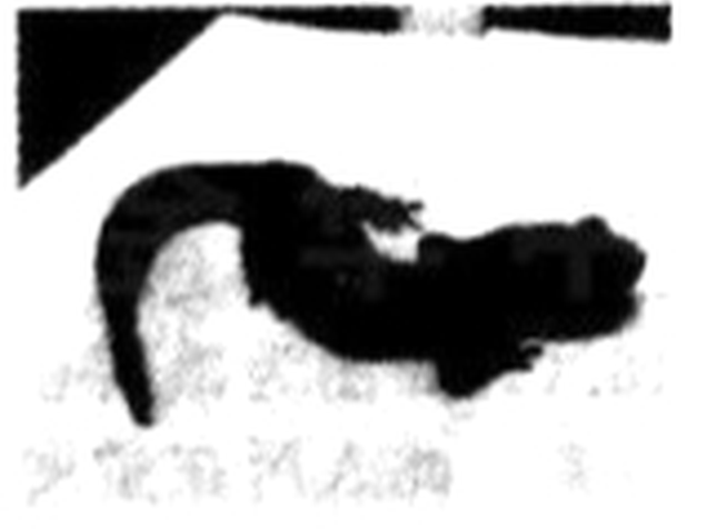 arc_q7_xiaoni.png