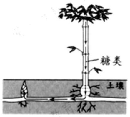 mp_06e8e487b4.jpg