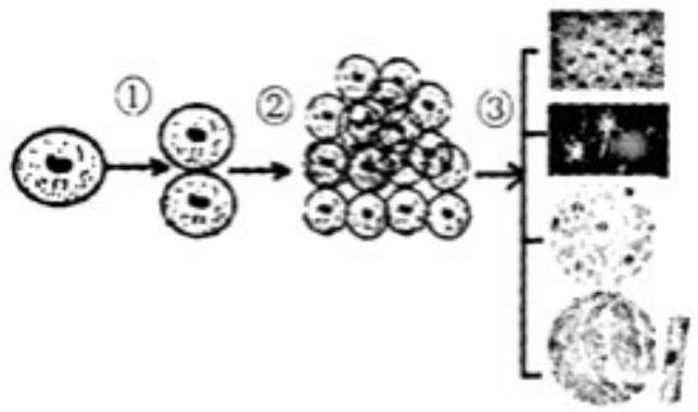 mp_15372d061e.jpg