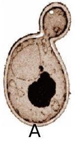 mp_20692bdafe.jpg