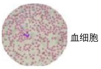 mp_2230899308.jpg