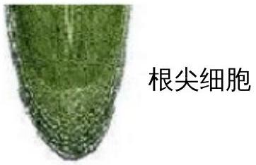 mp_2ad384c0eb.jpg