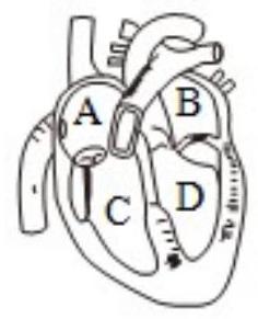 mp_561aedd2a8.jpg
