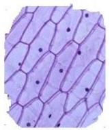 mp_577d739383.jpg