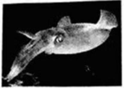 mp_5a2f2ce759.jpg