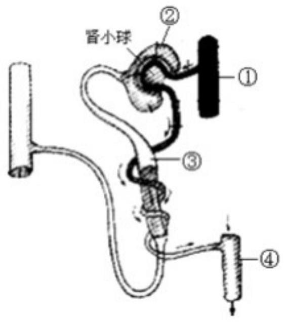 mp_6163ed06a4.jpg