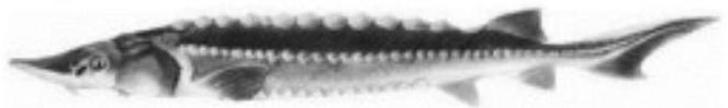 mp_7f678366ca.jpg