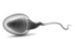 mp_85de45731f.jpg