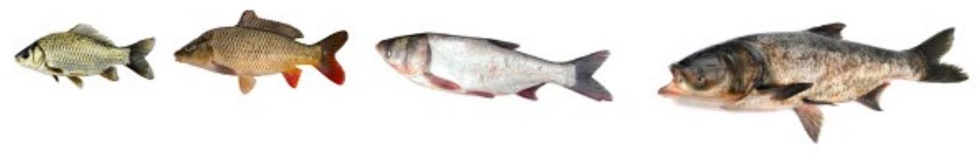 mp_86810cd350.jpg