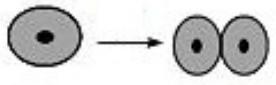 mp_87557913cc.jpg