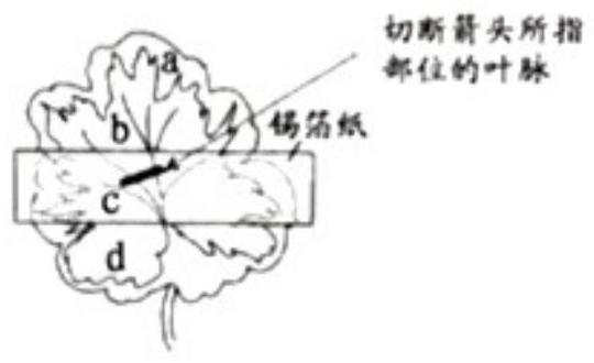 mp_8cd69aa1d5.jpg