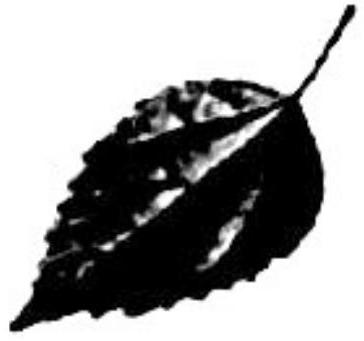 mp_90df26570a.jpg
