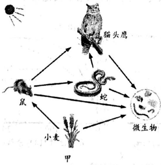 mp_9310d3c71c.jpg