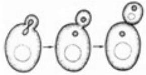 mp_b8e1094bc9.jpg