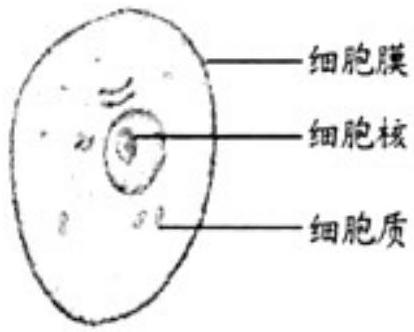 mp_bc77a5a546.jpg