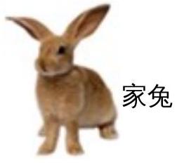 mp_c323b8cc1d.jpg