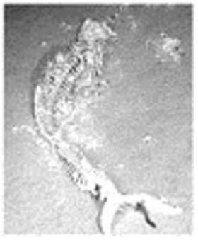 mp_d526dbcd50.jpg