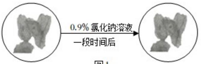 mp_da2bfed933.jpg