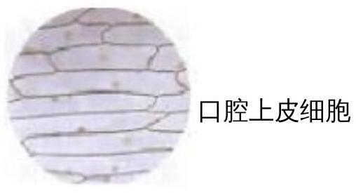 mp_ed12f2896a.jpg