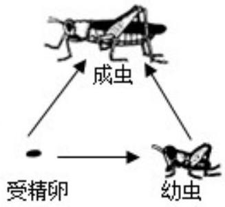 mp_ee56610b10.jpg